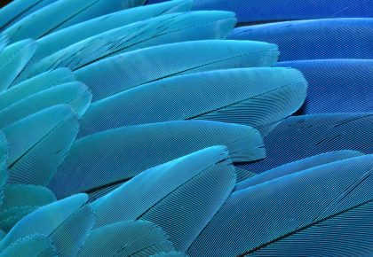 A close-cropped image of teal bird feathers fading into blue.