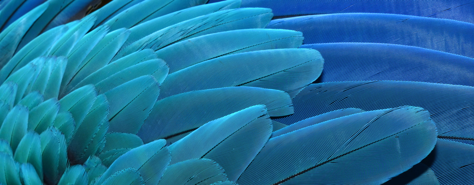 A close-cropped image of teal bird feathers fading into blue.