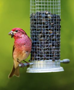 A purple finch snacks on black oil sunflower seeds in a mesh tube feeder. Tube feeders with coarse mesh are ideal for large seeds like sunflower.