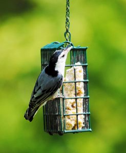 A white-breasted nuthatch clings to a suet basket feeder. Suet provides birds with healthy fats that are essential for surviving cold weather.