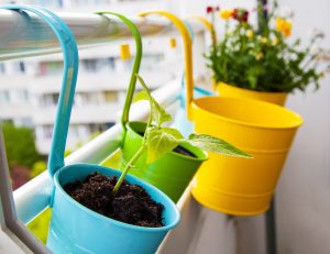 Even small spaces can be cozy niches for nature. Bright blue, green, and yellow planters hang on an urban balcony railing with colorful plants growing in them.