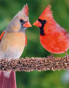 A female and male pair of Northern Cardinals sit next to each other on a branch.