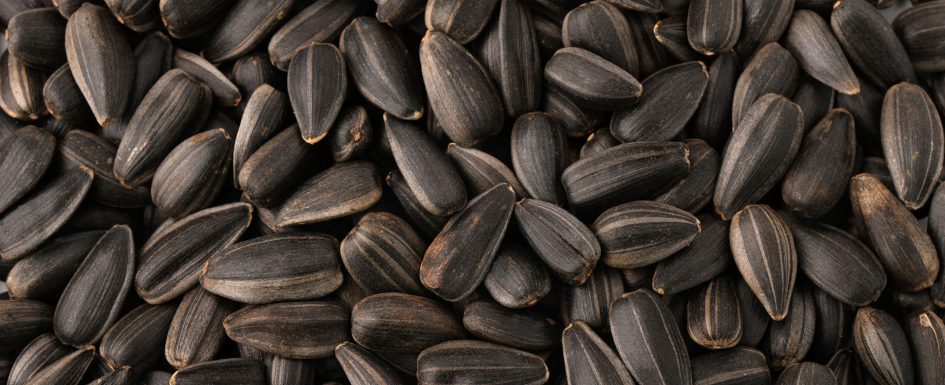 A close-up of black oil sunflower seeds.
