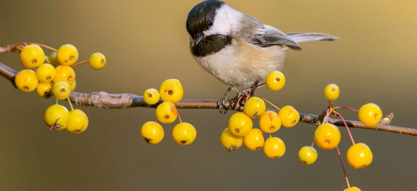 A black-capped chickadee perches on a branch full of yellow berries.