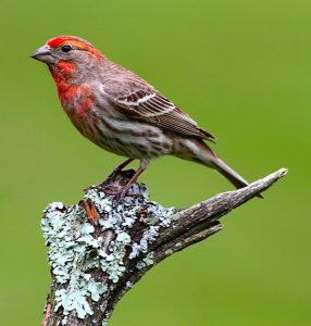 A male house finch perches on a lichen-covered branch.