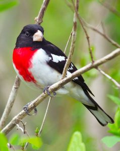A Rose-Breasted Grosbeak sits quietly on a tree branch.