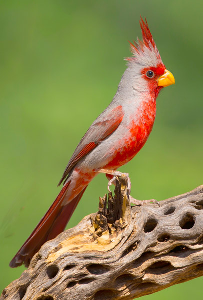 Identifying Red Birds Harvest Seed &