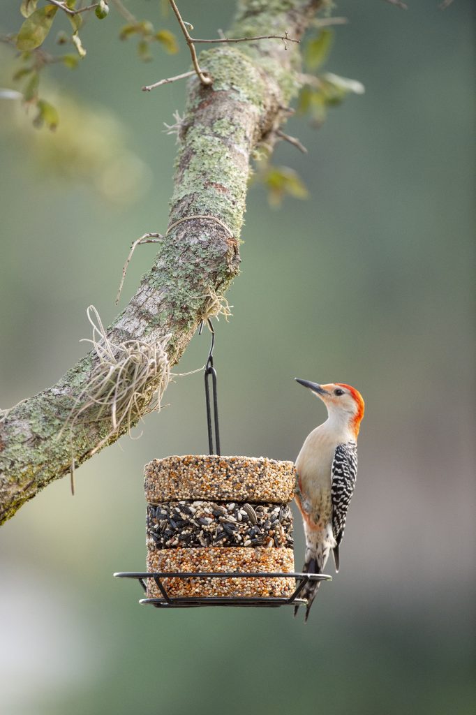 A Red-bellied Woodpecker cheerfully makes a meal out of Harvest Seed & Supply Snack Stacks.
