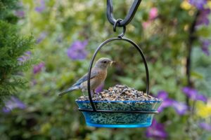 Bluebird eating out of feeder.