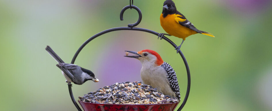 Harvest - Red Berry - Chickadee Woodpecker Oriole