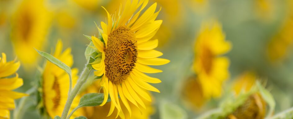 Sunflower Field