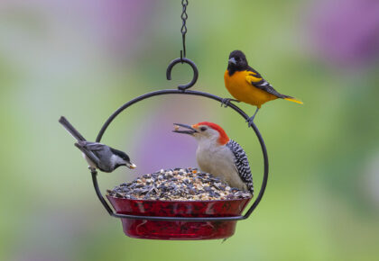 Harvest - Red Berry - Chickadee Woodpecker Oriole