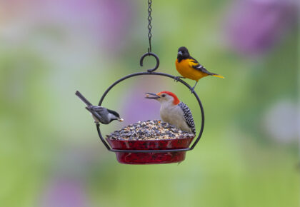 Red Berry Chickadee Woodpecker & Oriole on Harvest Bird Feeder