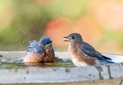 2 bluebirds in a birdbath