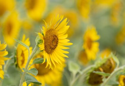 Sunflower Field